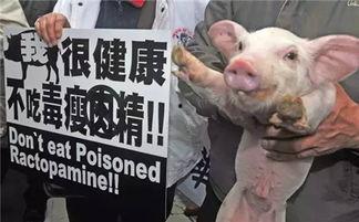 小胖猪被爆料视频,揭秘视频背后的故事  第3张