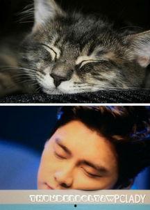 娱乐圈吃瓜猫是谁,揭秘娱乐圈幕后真相的神秘人物  第2张