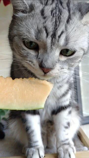 娱乐圈吃瓜猫是谁,揭秘娱乐圈幕后真相的神秘人物  第3张