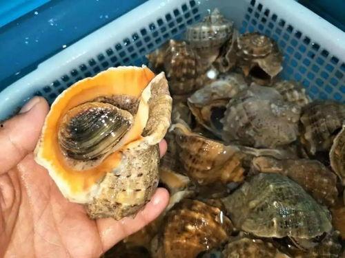 哈利波特巨螺壳最新爆料,神秘力量与未知的冒险 第2张 哈利波特巨螺壳最新爆料,神秘力量与未知的冒险 第2张