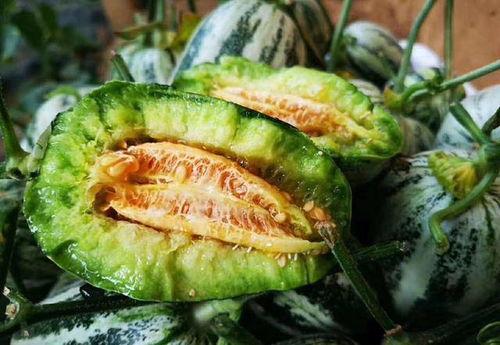 山东网红吃烧瓜事件,揭秘“网红美食”背后的真相  第2张