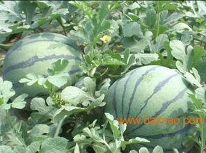 山东网红吃烧瓜事件,揭秘“网红美食”背后的真相  第3张