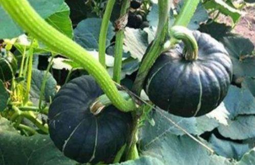 网红小鱼棠吃瓜,一场吃瓜盛宴背后的故事