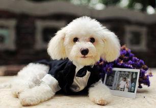 泰王西拉米最新爆料喂狗,揭秘王室喂狗背后的惊人真相！  第2张