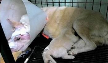 泰王西拉米最新爆料喂狗,揭秘王室喂狗背后的惊人真相！  第3张