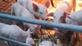 香港小猪爆料事件视频,揭秘背后惊人真相 第2张 香港小猪爆料事件视频,揭秘背后惊人真相 第2张