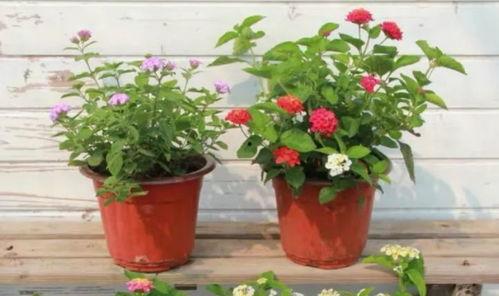 河南大狗爆料视频最新,揭秘背后惊人真相  第3张