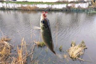 春天钓鱼爆料视频  第2张