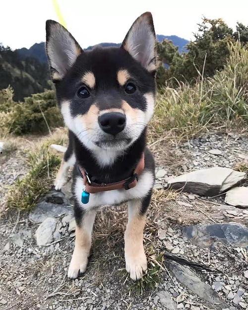 网友爆料训犬师视频,网友爆料视频曝光