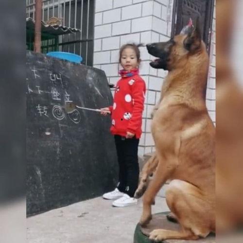 网友爆料训犬师视频,网友爆料视频曝光 第2张 网友爆料训犬师视频,网友爆料视频曝光 第2张