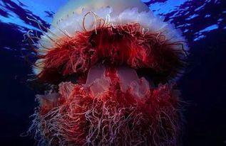 记者爆料野生水母视频大全,记者捕捉野生水母视频大全  第2张