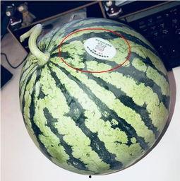 宿迁网红吃瓜  第1张