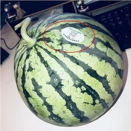 网红新沂吃瓜 第2张 网红新沂吃瓜 第2张